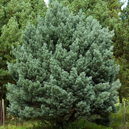      Pinus sylvestris 'Watereri'